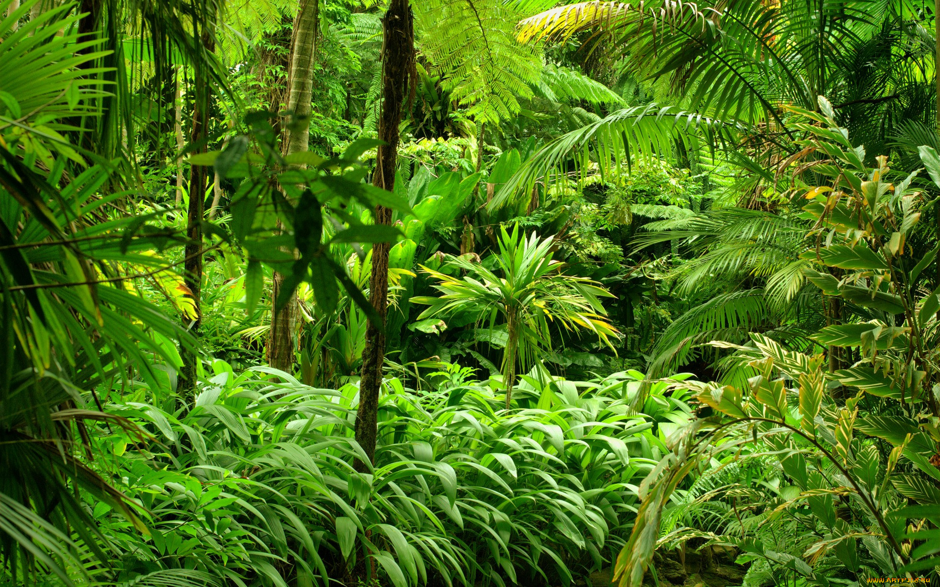 , , jungle, , , , 